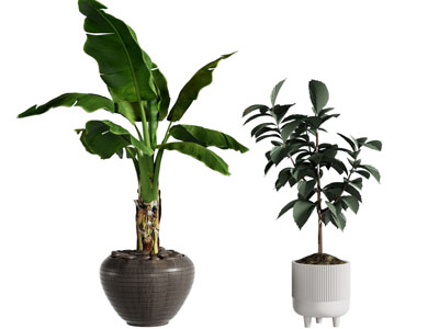 绿植盆栽
