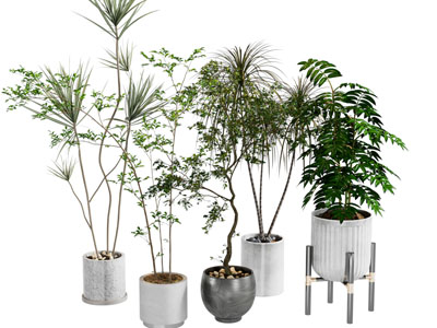 绿植盆栽