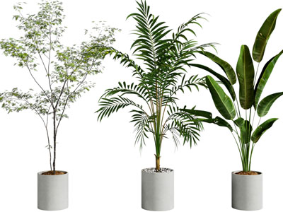 绿植盆栽