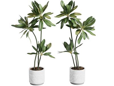 现代花盆盆景盆栽植物