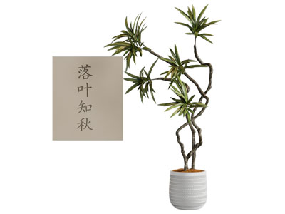 盆栽