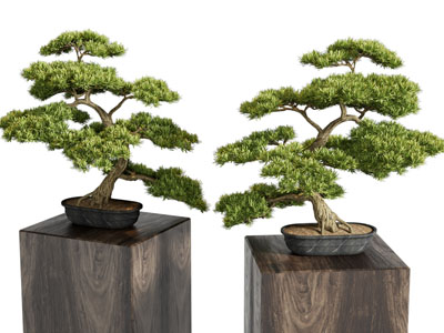 盆栽