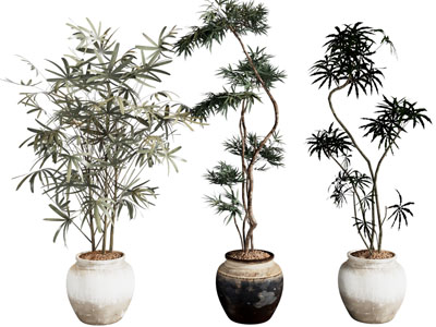 盆栽