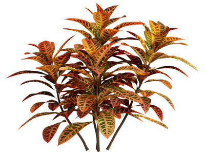 现代变叶木植物