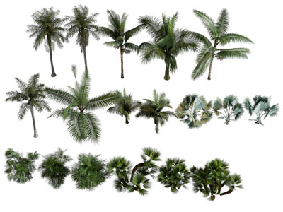 植物