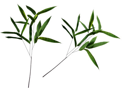 蔬菜树叶食物