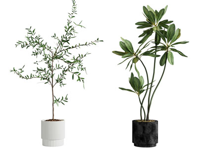 现代花盆盆景盆栽植物