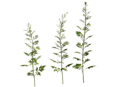 现代蒿属植物艾草