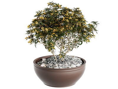 盆栽 花盆 绿植