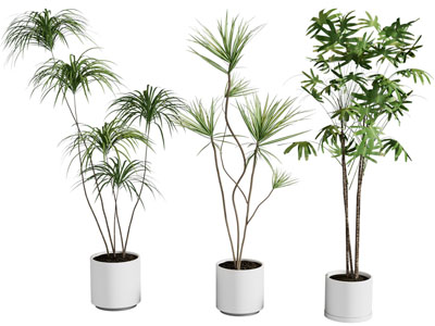 盆栽 现代绿植 植物