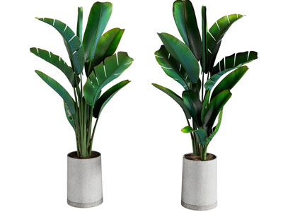 现代植物盆栽