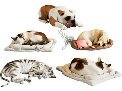 现代猫犬动物