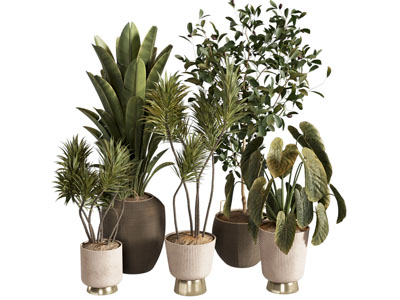 现代芭蕉植物盆栽组合