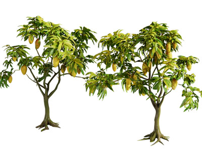 芒果树 水果树 植物
