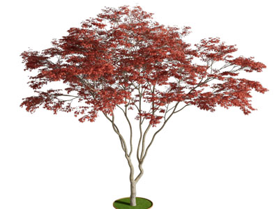 现代红枫树植物类