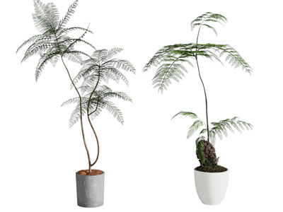 盆景 植物盆栽 绿植摆件
