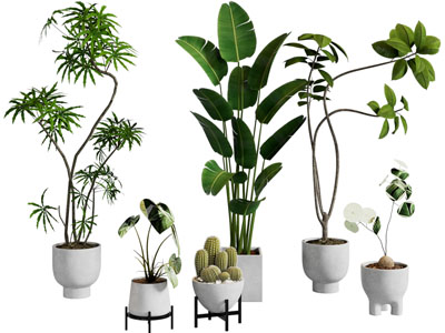 绿植盆栽 仙人掌 室内植物