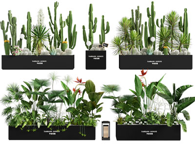 植物堆 植物组合 外摆绿植花箱 花坛花钵 仙人掌