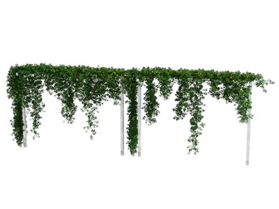 现代藤蔓 绿植 植物
