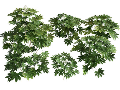 八角金盘花草植物