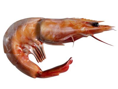 现代阿根廷红虾类生鲜食材 熟虾