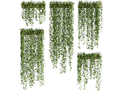 盆栽