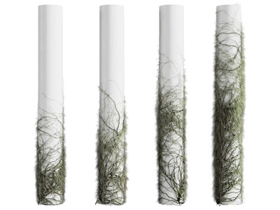 现代柱子藤蔓植物
