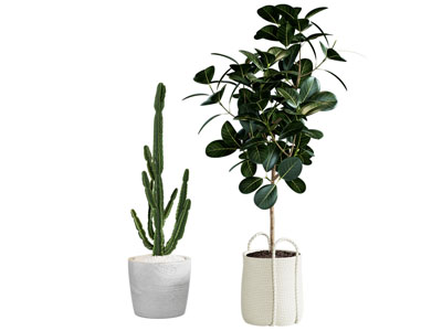 植物盆栽