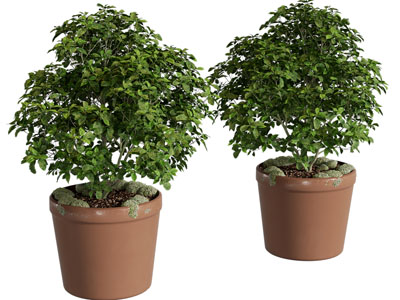现代花盆盆景盆栽植物