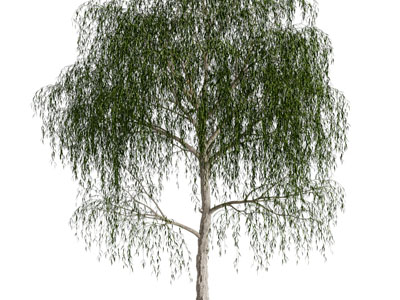 柳树 垂柳 行道树 孤植树 乔木 园林景观树木