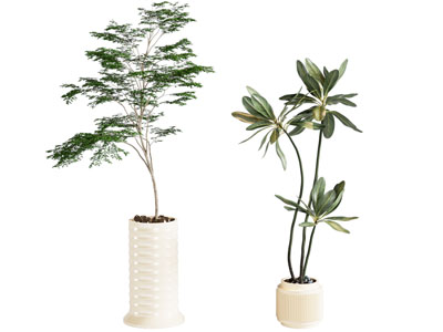 现代花盆盆景盆栽植物