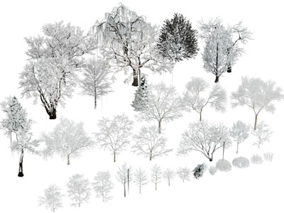 现代雪景景观树木