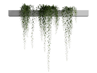 现代藤蔓植物