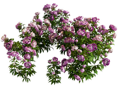 现代芍药 牡丹花草花卉
