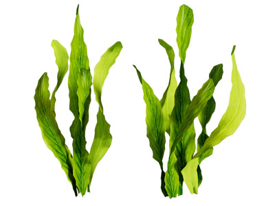 现代海带 水生植物 花草