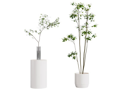 现代花盆盆景盆栽植物