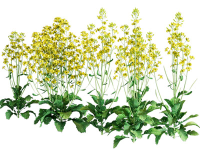 现代油菜花花草农作物