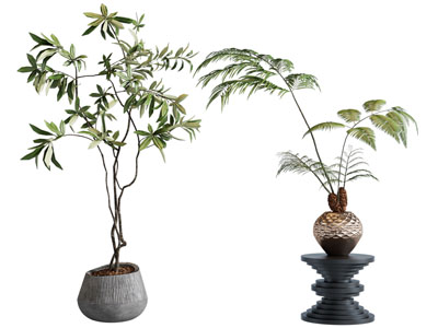 蕨类绿植盆栽