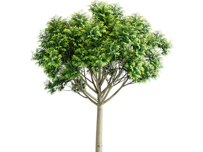现代景观树 植物天竺桂