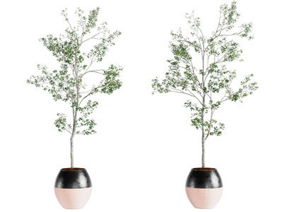 现代盆景植物组合