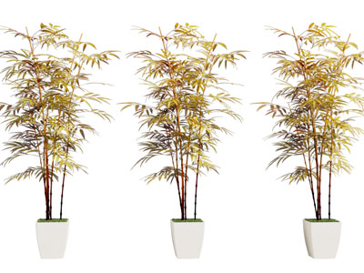 现代竹子盆景盆栽植物