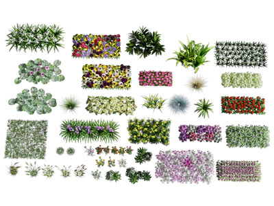现代花草