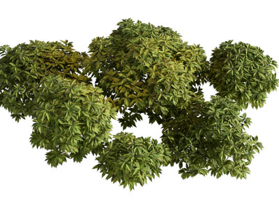 现代花叶青木