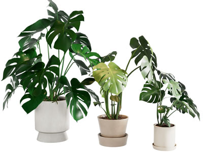 现代盆栽植物 绿植 盆景 龟背竹 植物摆件