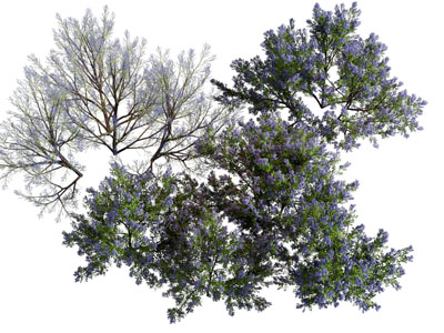 现代紫丁香花