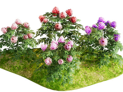 牡丹花卉植物