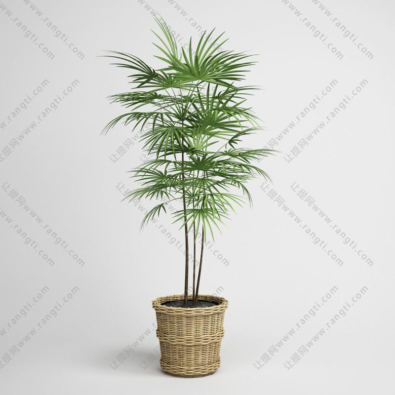 棕竹盆栽植物、藤编花盆