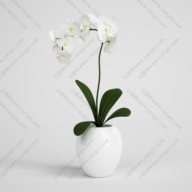 白色蝴蝶兰花瓶花卉、花艺