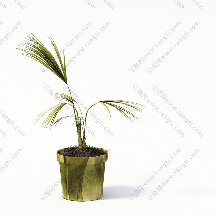 黄绿棕竹盆栽植物
