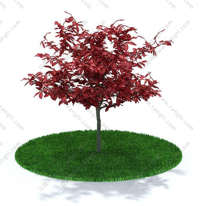 低矮红叶景观树木